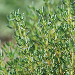 Herb: Thyme-German Winter Thymus vulgaris