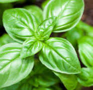 Herb: Basil- Large Leaf Italian (green)