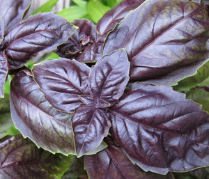 Herb: Basil- Purple