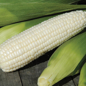 Vegetable: Corn Xtra-Tender White