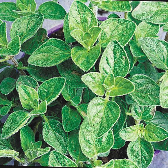 Herb: Oregano Common-Origanum vulgare