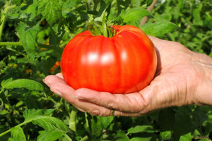 Vegetable: Tomato-Beefsteak