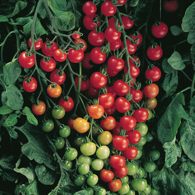 Vegetable: Tomato Sweet 100