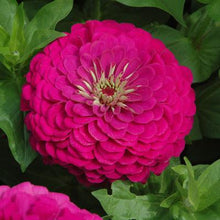 Load image into Gallery viewer, Flower: Zinnia-Giant purple
