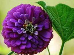 Flower: Zinnia-Giant purple