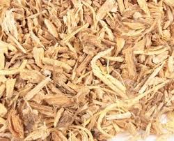 Angelica root