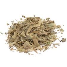 Jamaican dogwood