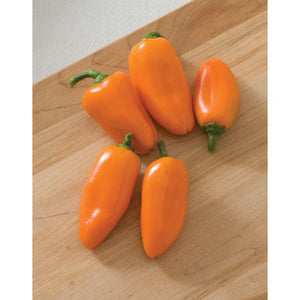 Vegetable: Pepper Lunchbox orange