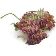 Red Clover blossoms whole