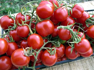 Vegetable: Tomato Principe Porghese