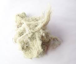 Usnea Lichen whole